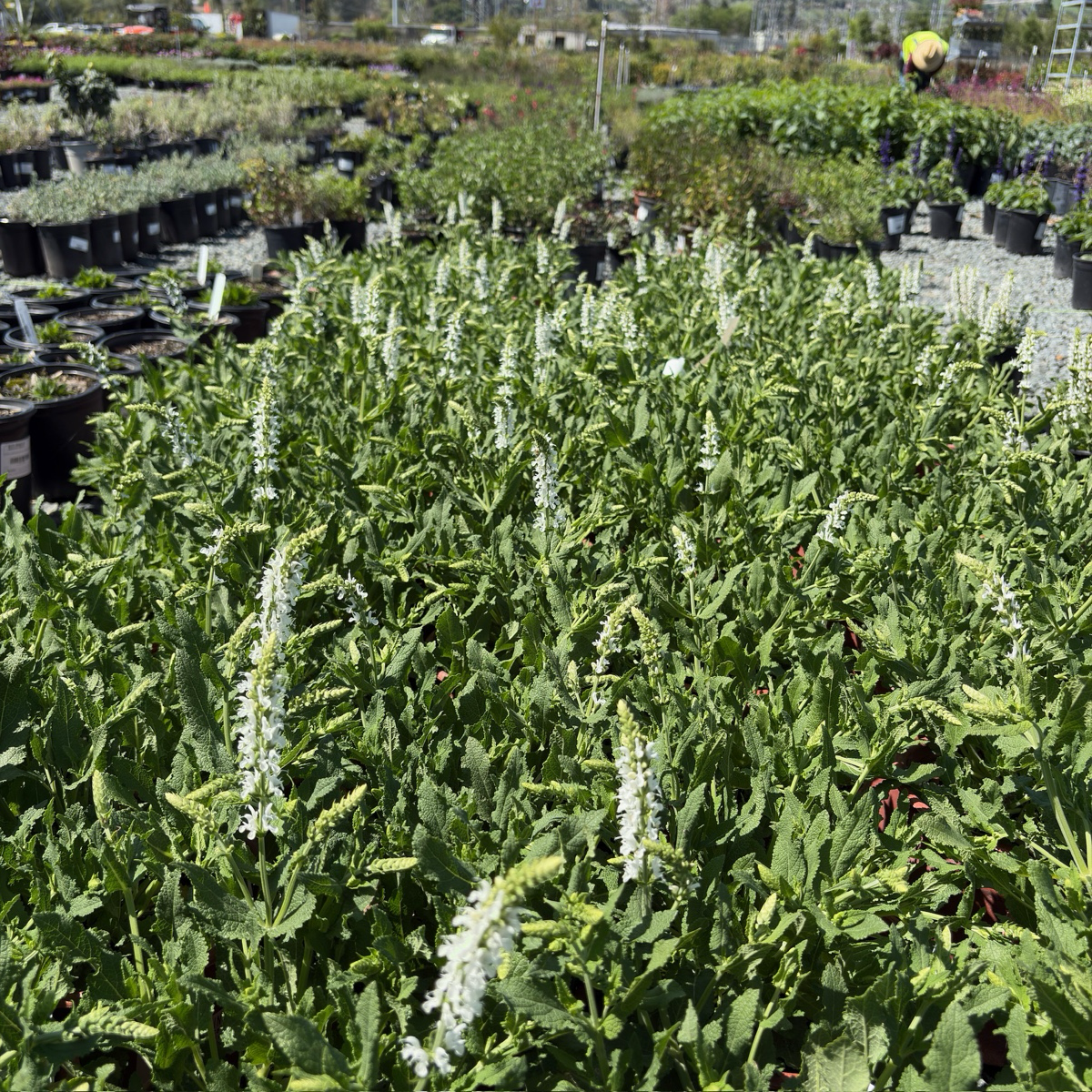 Lyrical White Meadow Sage