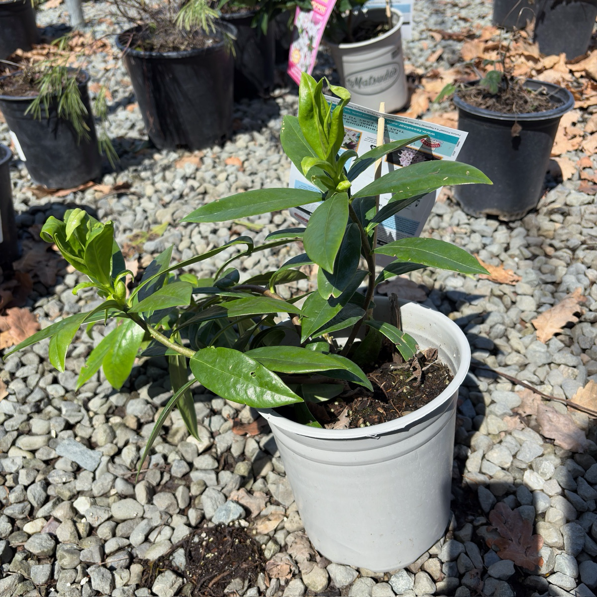 Variegated Winter Daphne