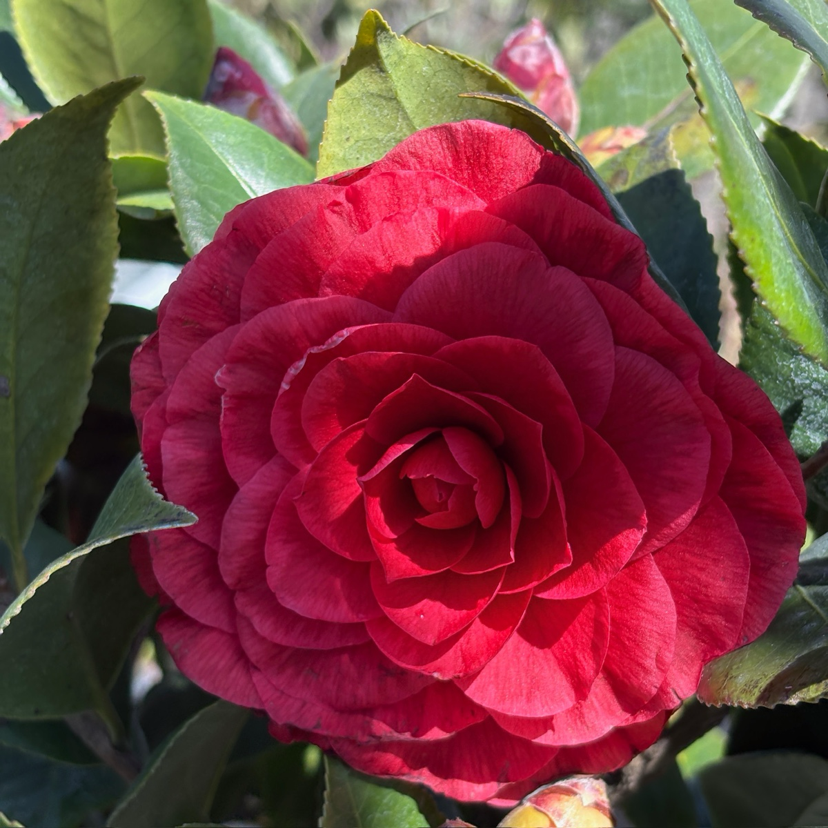Vestito Rosso® Camellia