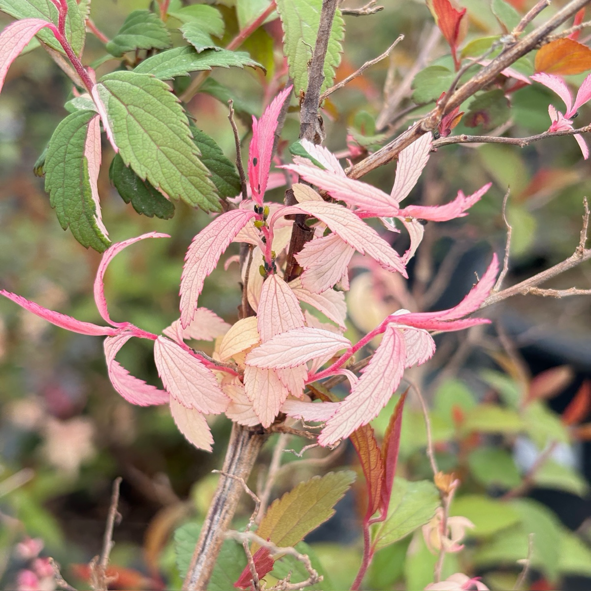 Anthony Waterer Spirea