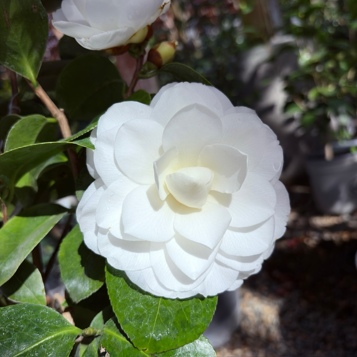 Nuccio's Gem Camellia