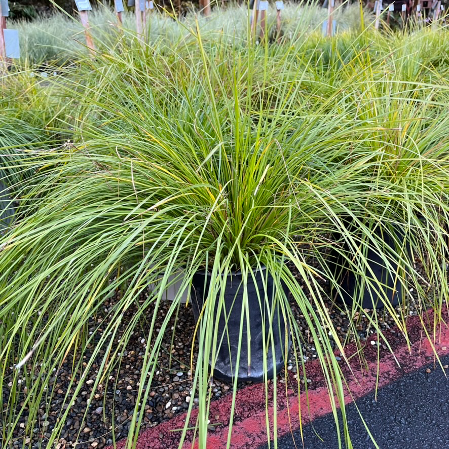 Breeze Dwarf Mat Rush
