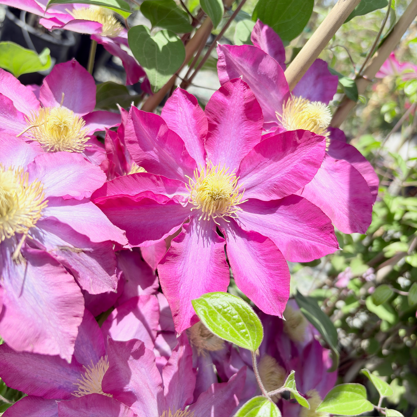Pink Champagne Clematis