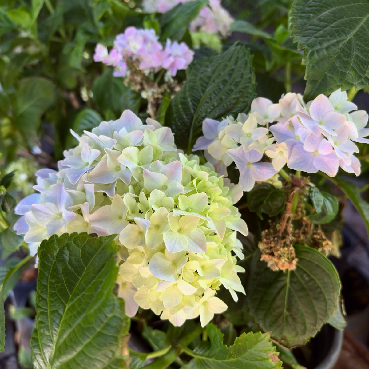 Nikko Blue Hydrangea