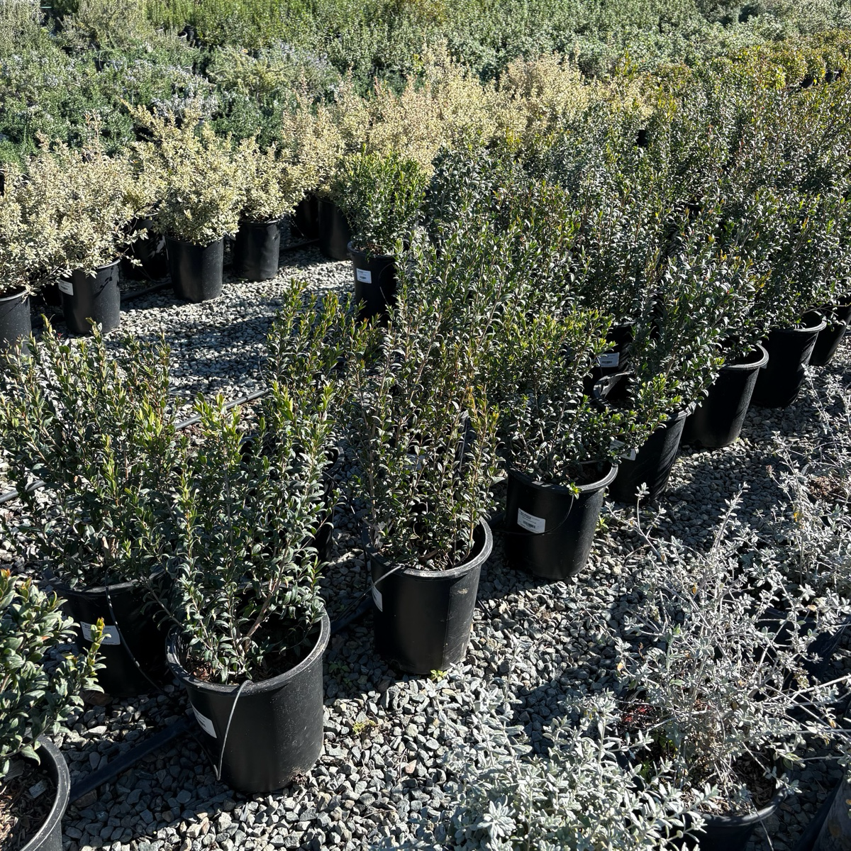 Common Myrtle