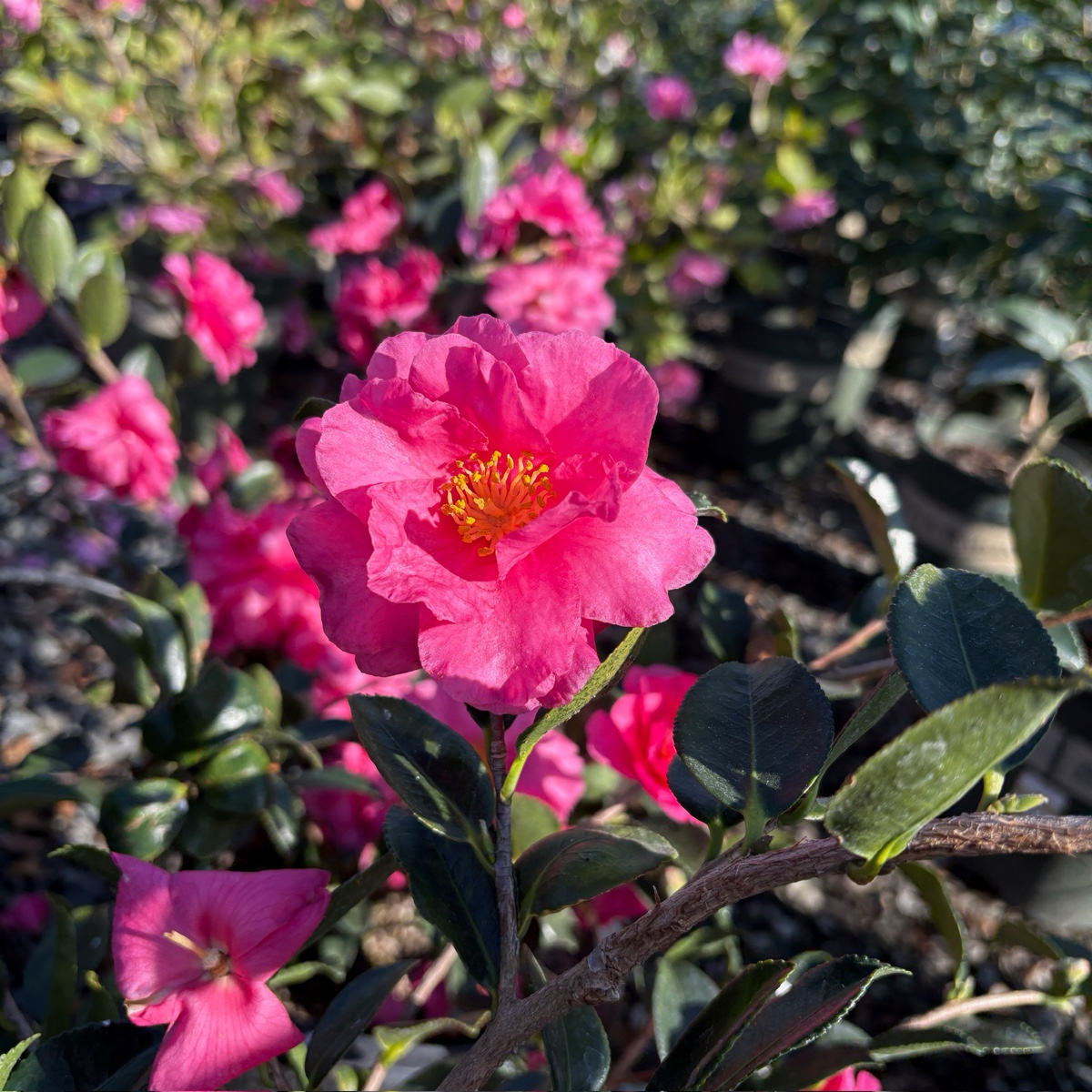 Shishi Gashira Camellia