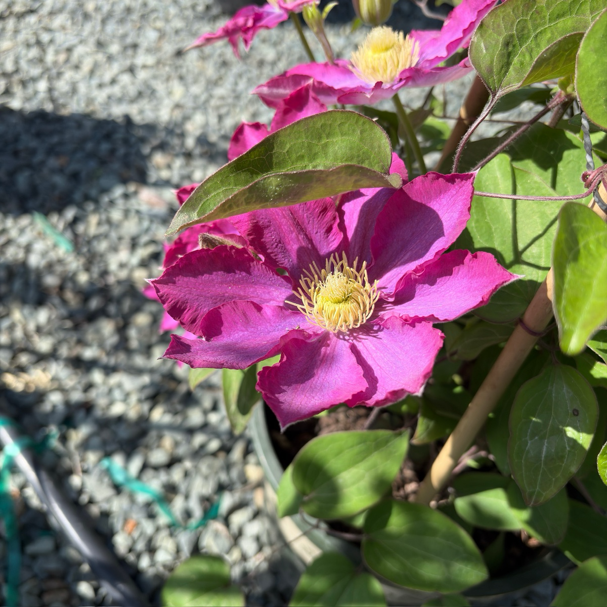 Pink Champagne Clematis