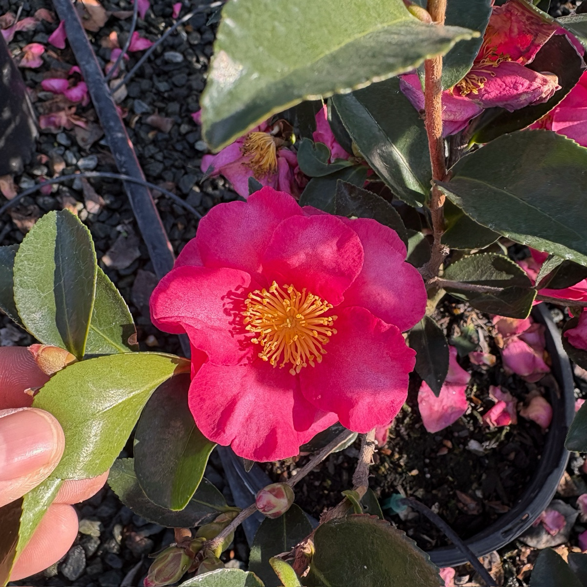 Kanjiro Camellia