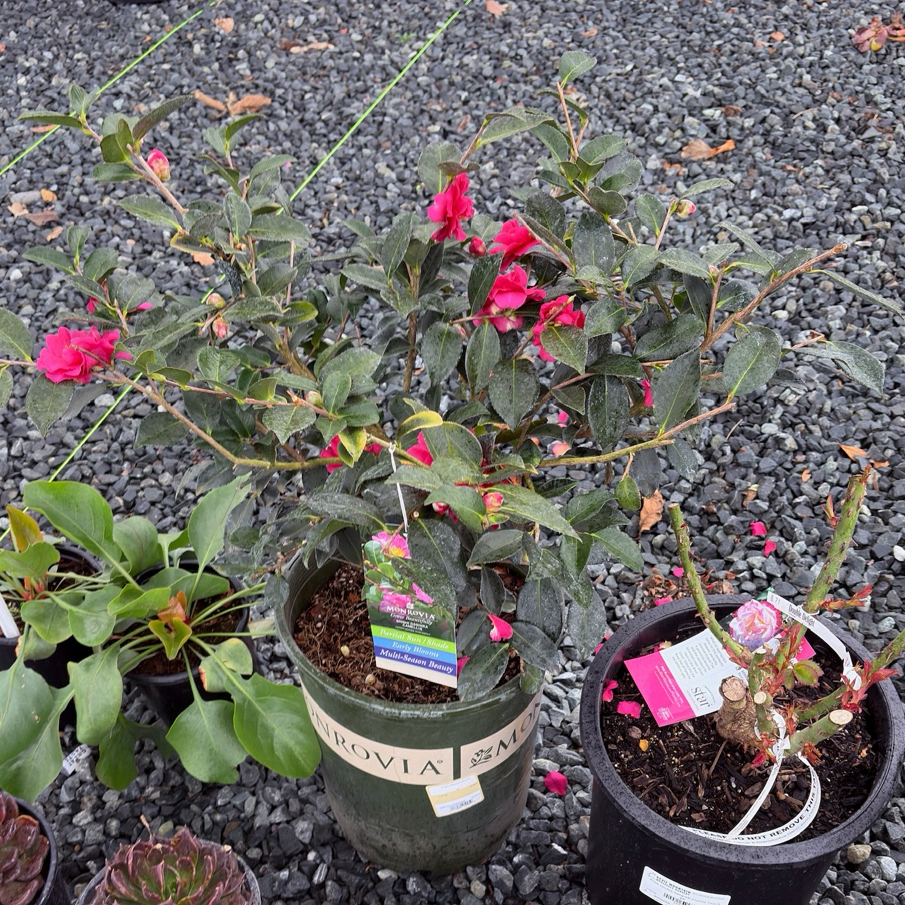 Shishi Gashira Camellia