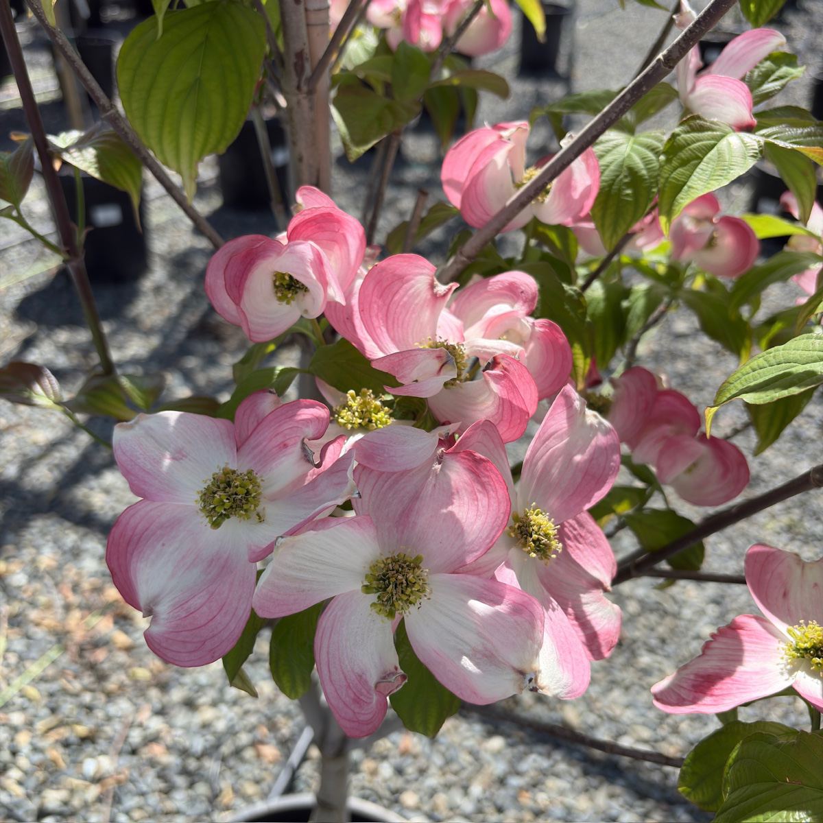 Pink Flowering Dogwood