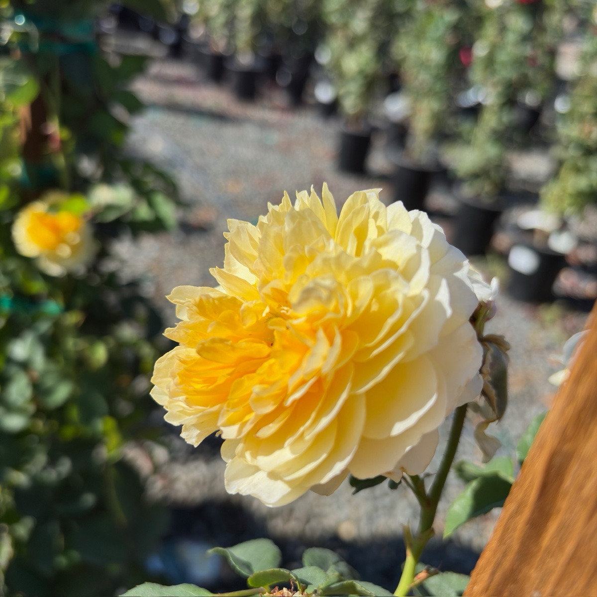 Raspberry Cream Twirl Climbing Rose