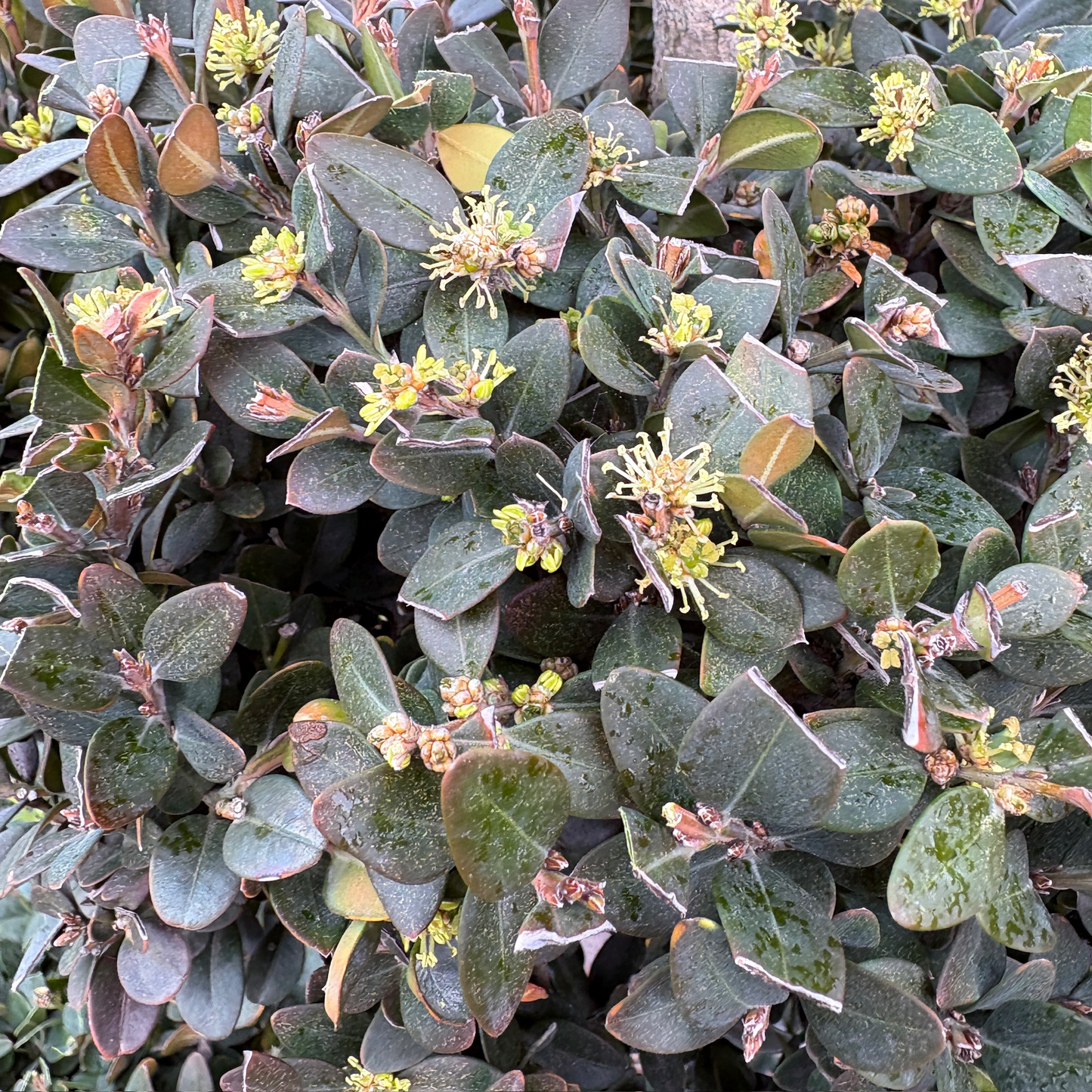 Green Mountain Boxwood