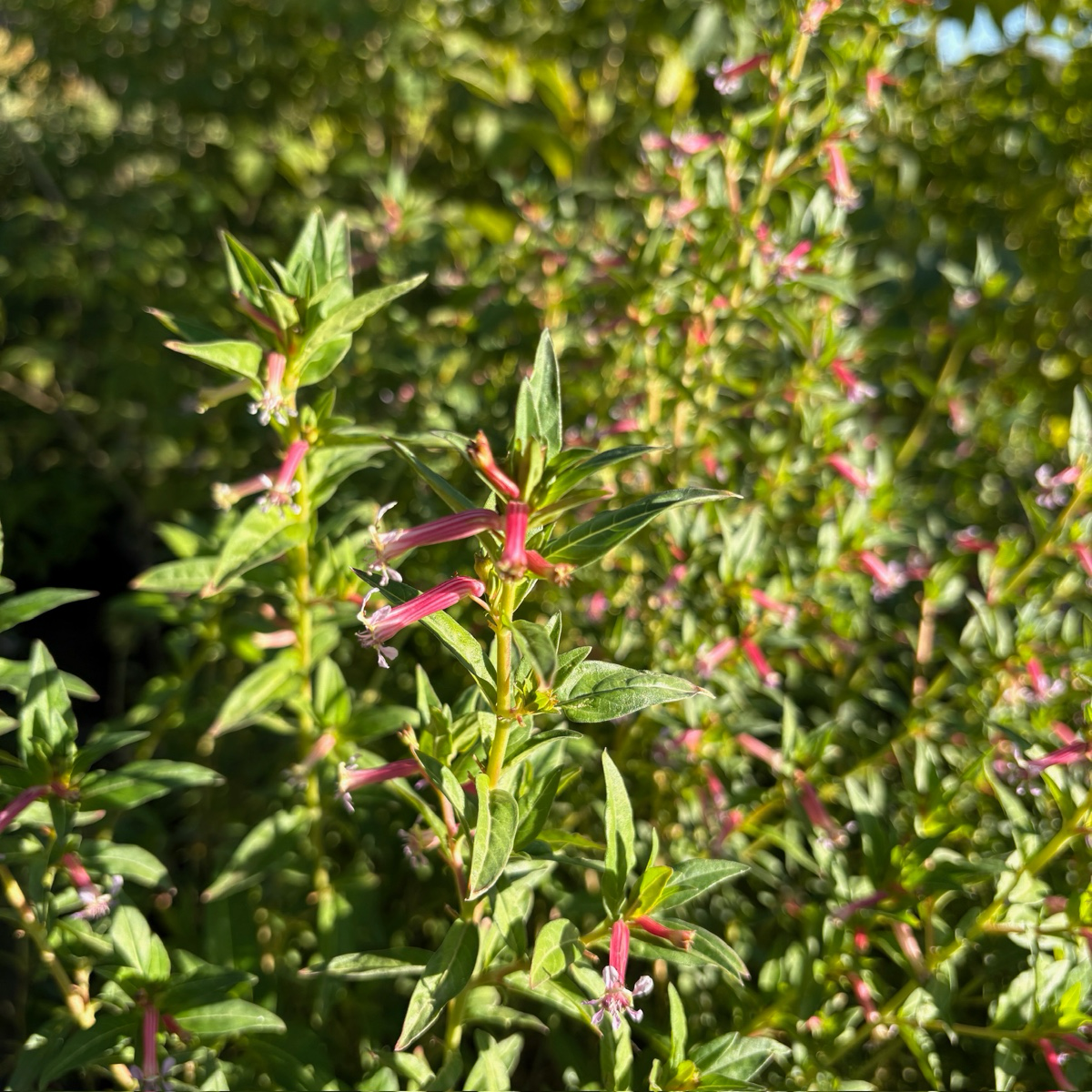 Starlight Cuphea