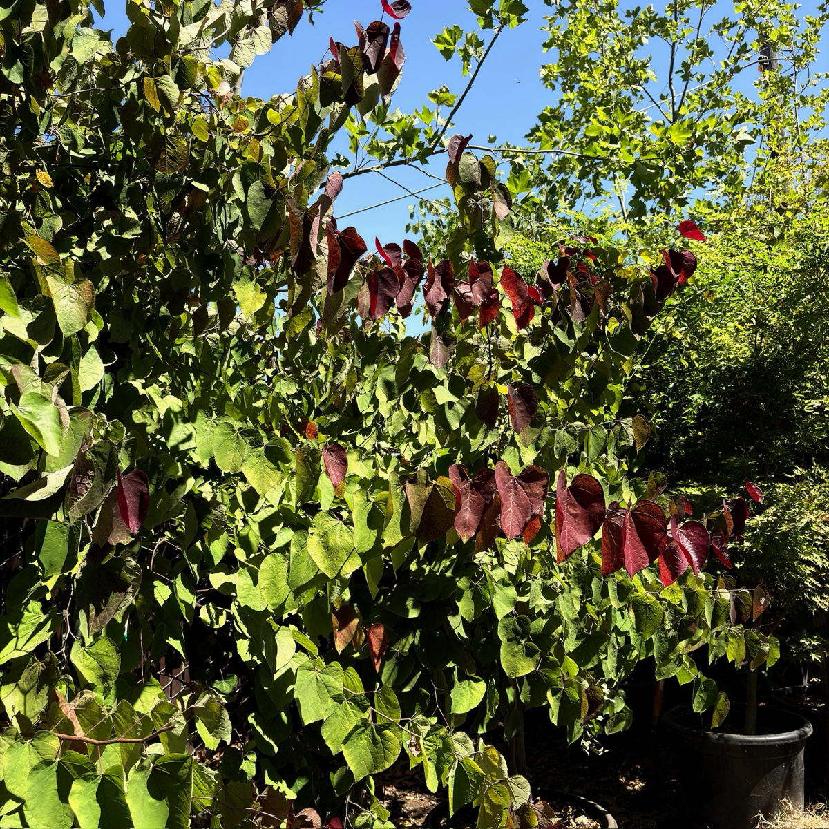 Hearts of Gold Eastern Redbud