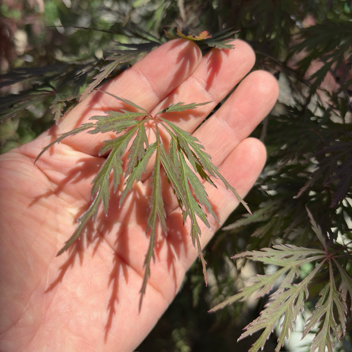 Orangeola Lace Japanese Maple