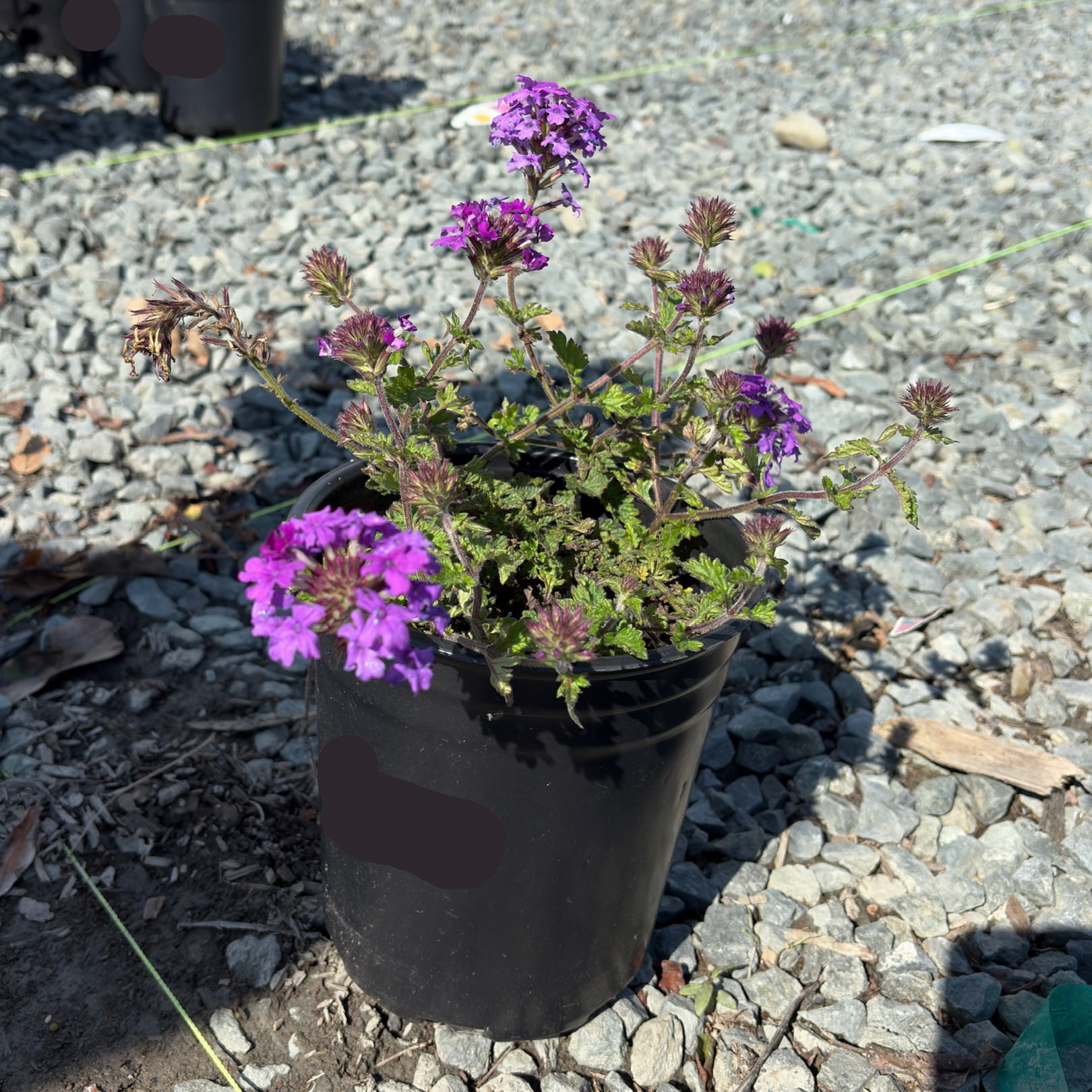 Homestead Purple Verbena