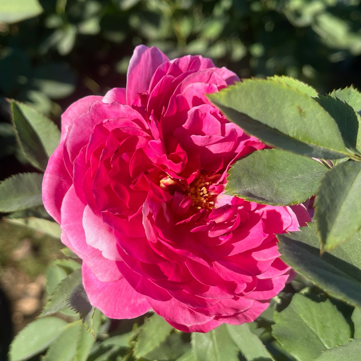 Queen Of Elegance Rose