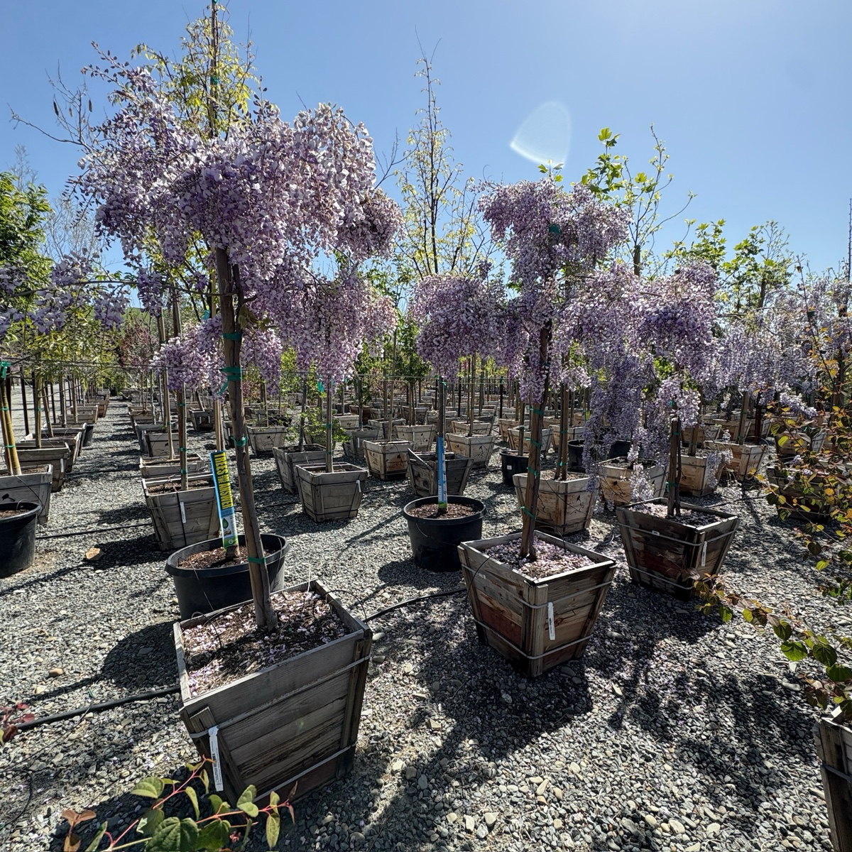 Caroline Chinese Wisteria