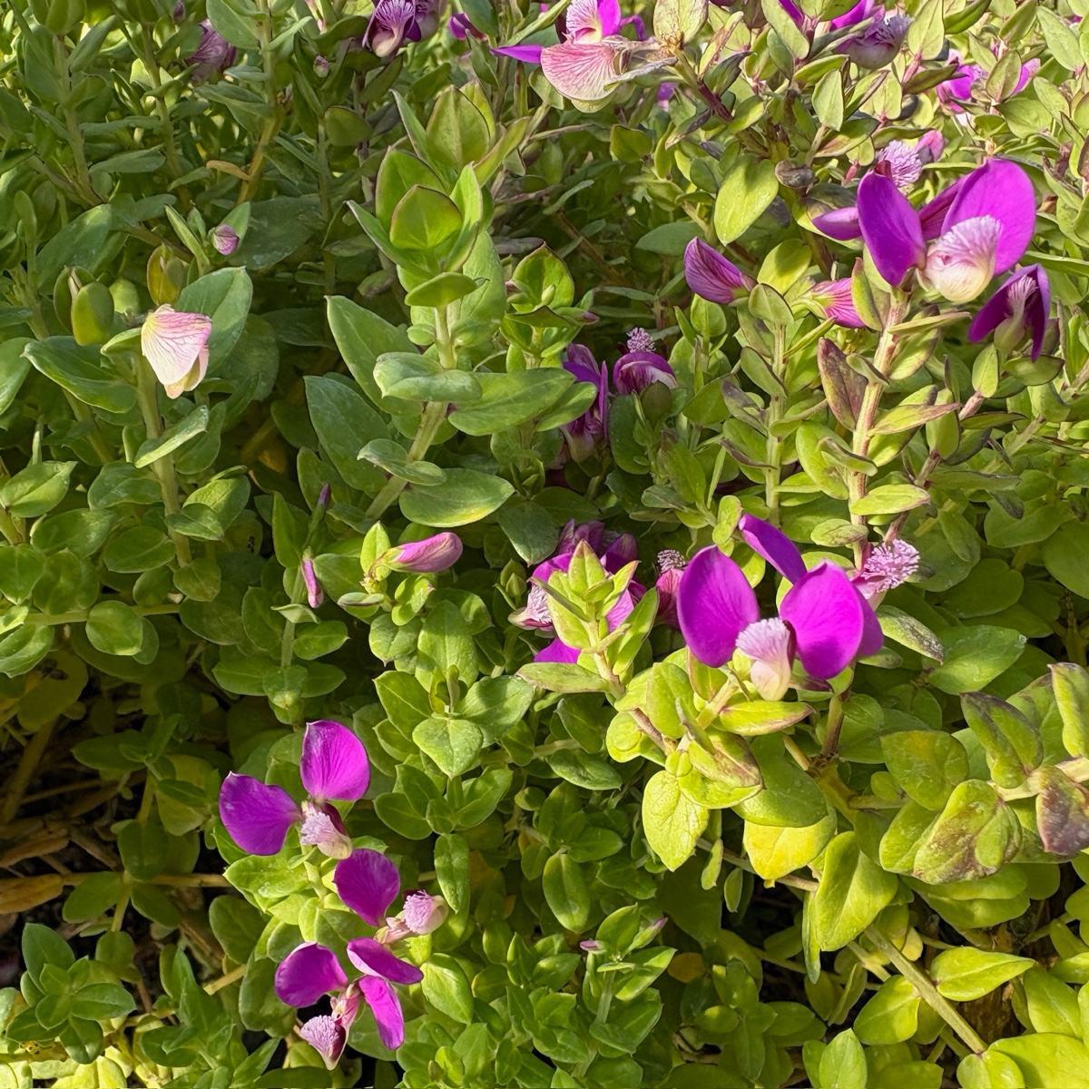 Grandiflora Sweet Pea Shrub