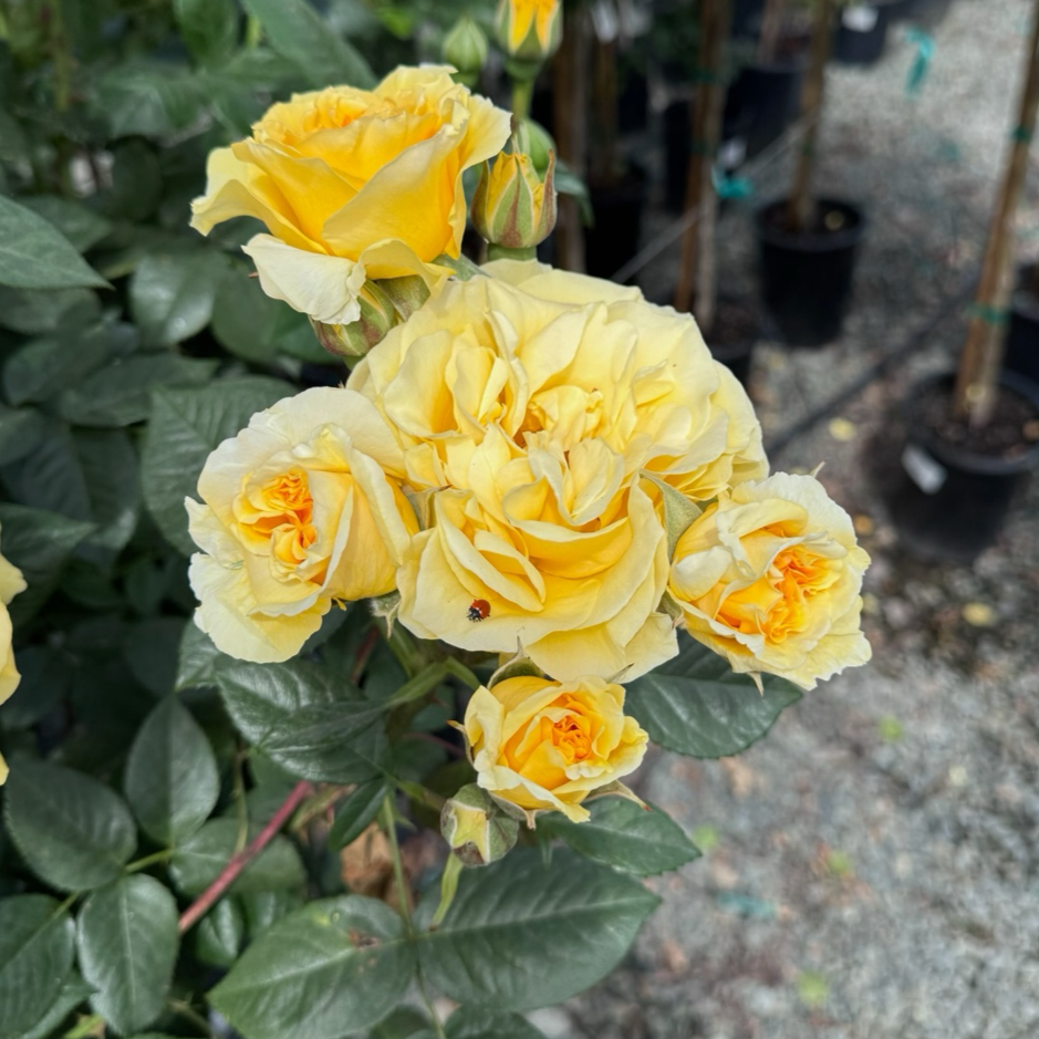 Doris Day Rose