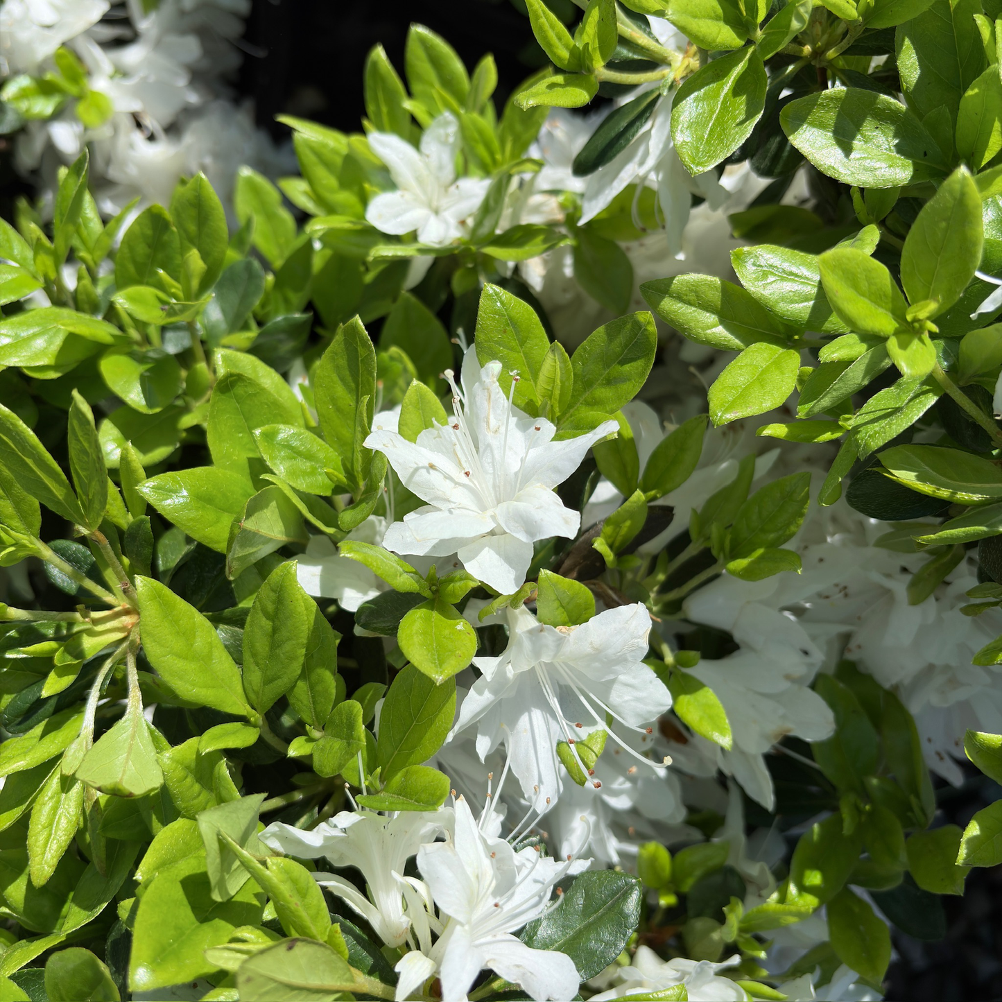 Snow Azalea