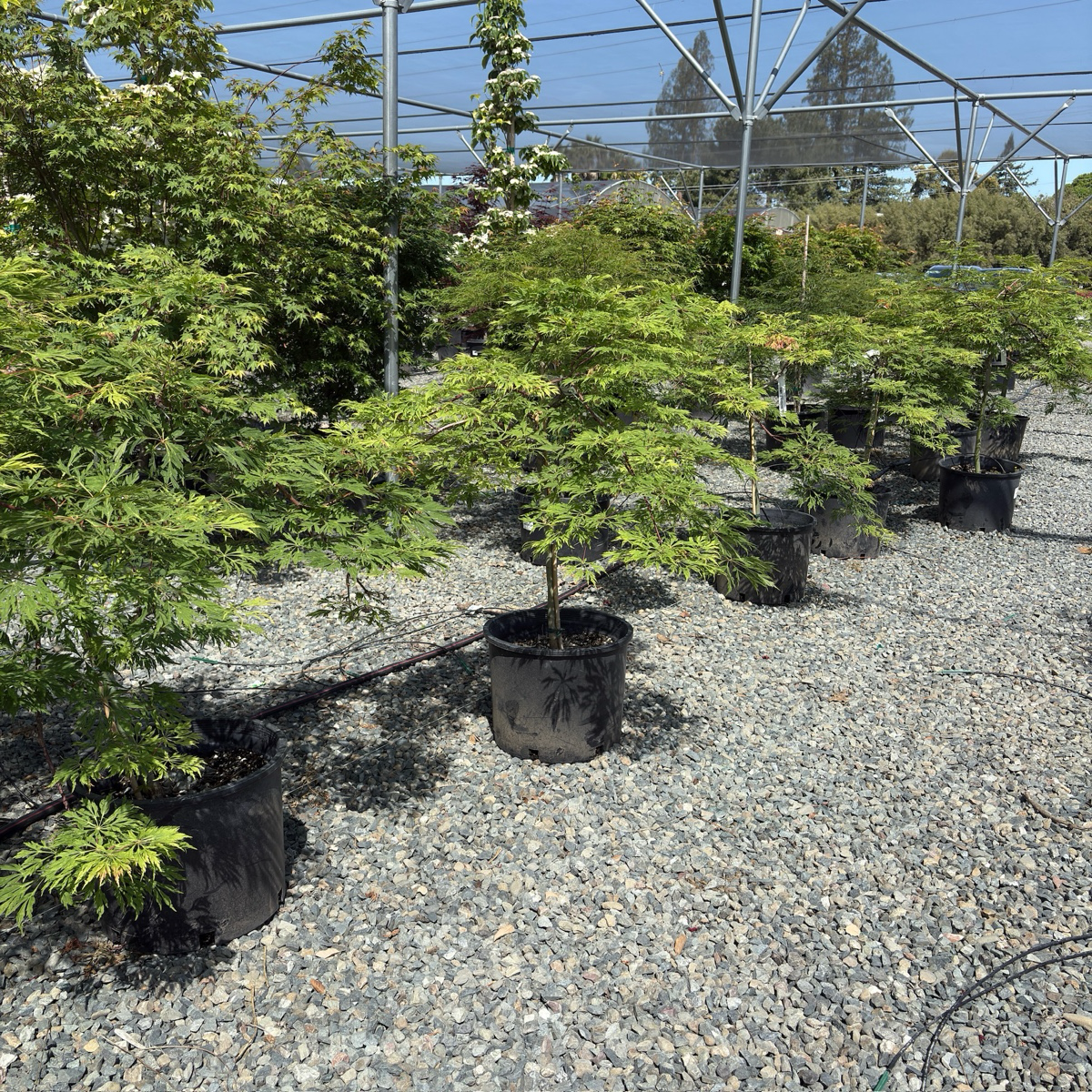 Viridis Lace Japanese Maple