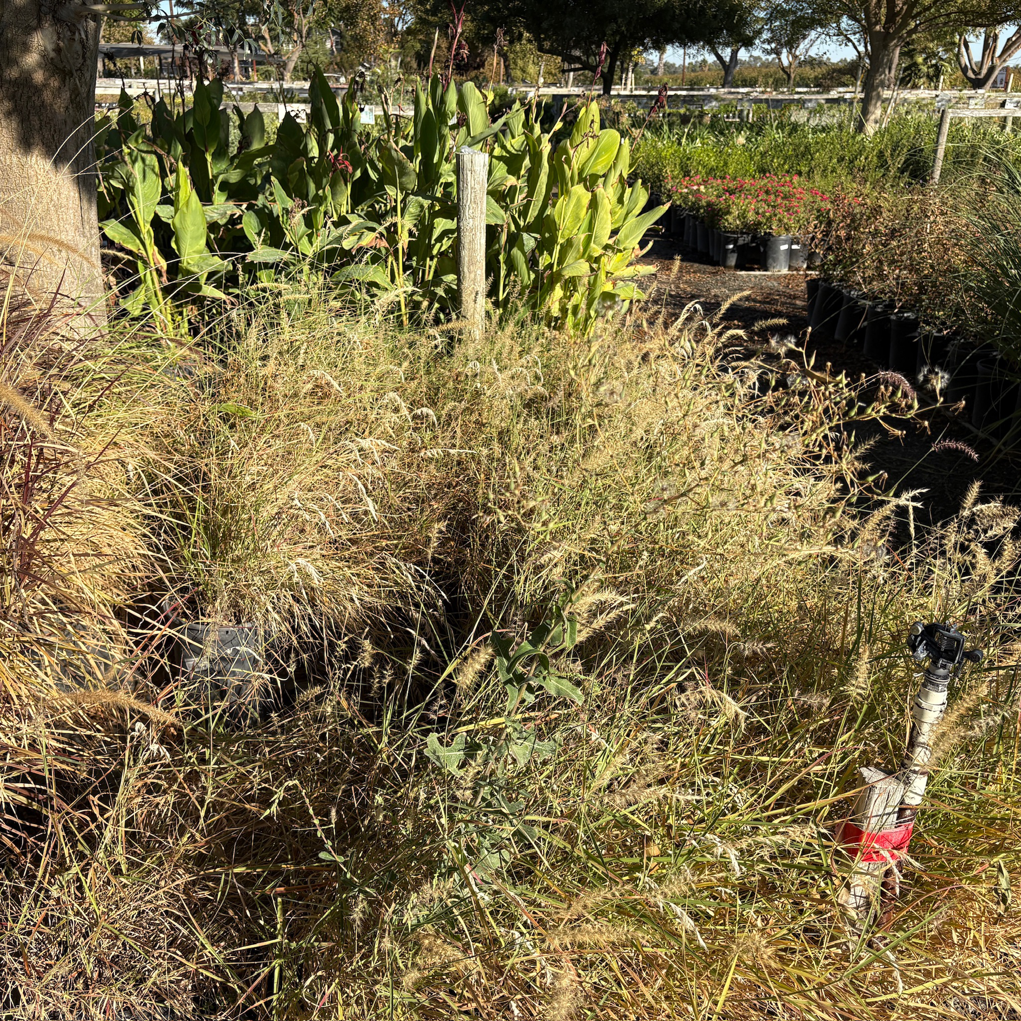 Red Fountain Grass