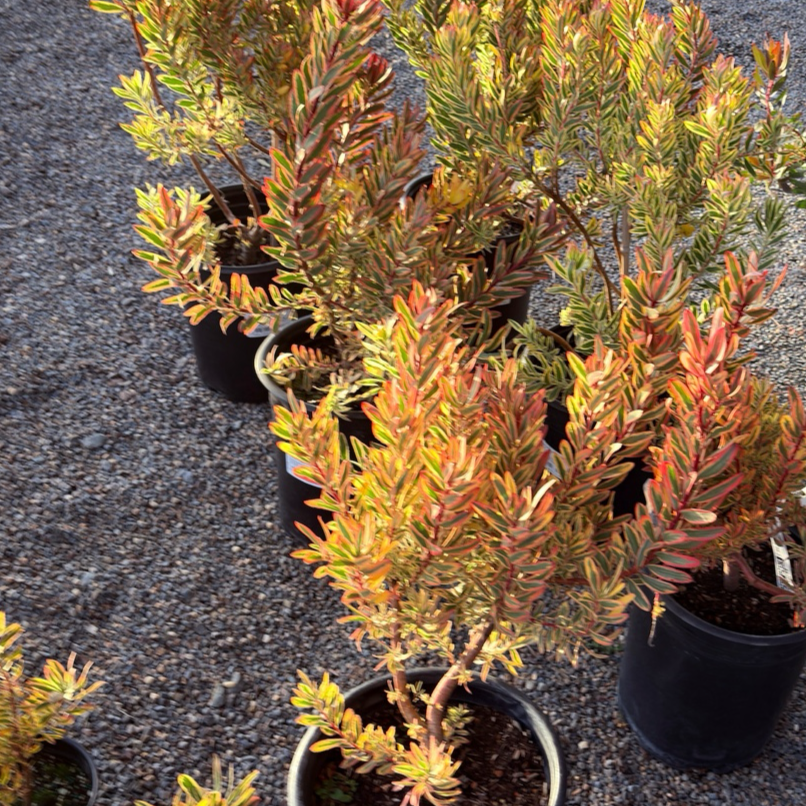 Jester Cone Bush