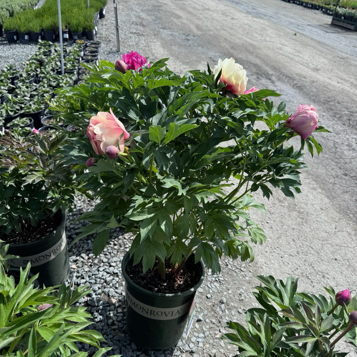 Garden Candy™ Strawberry Swirl Itoh Peony