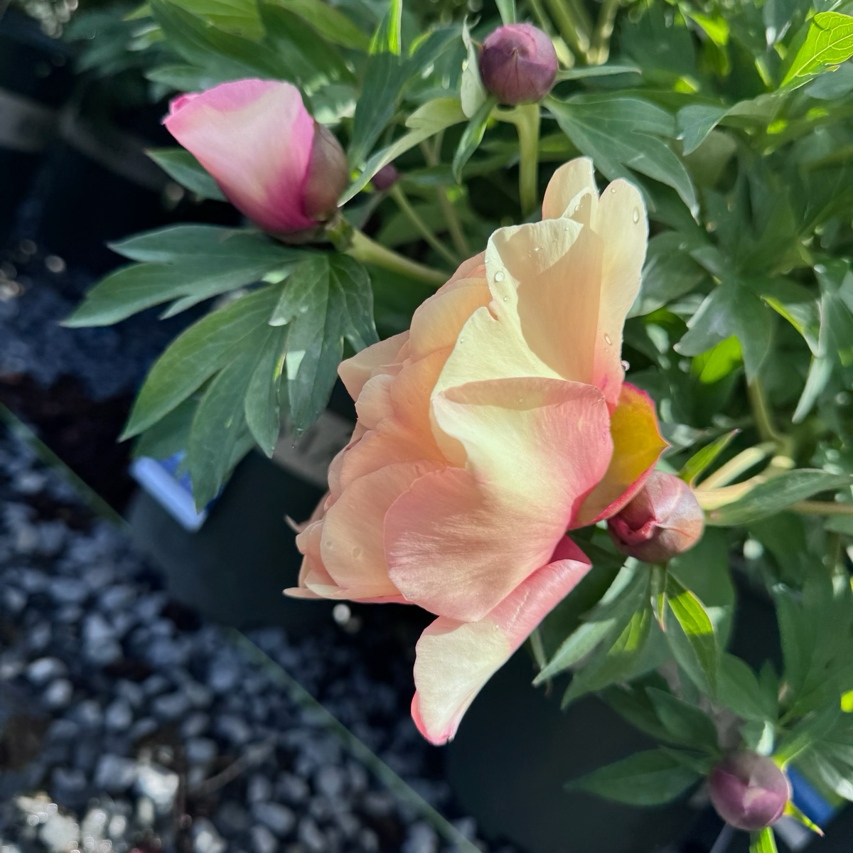 Pink Ardour Itoh Reony