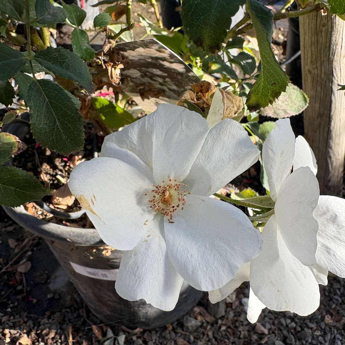 White Knock Out Rose