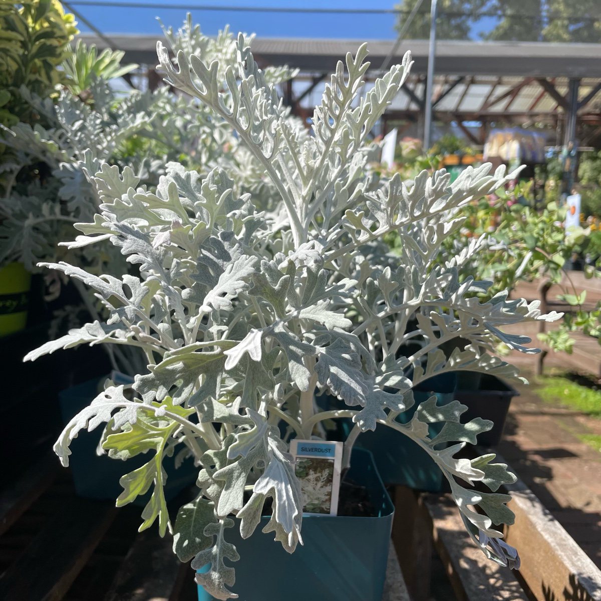 Ground cover plant-Silver Artemisia