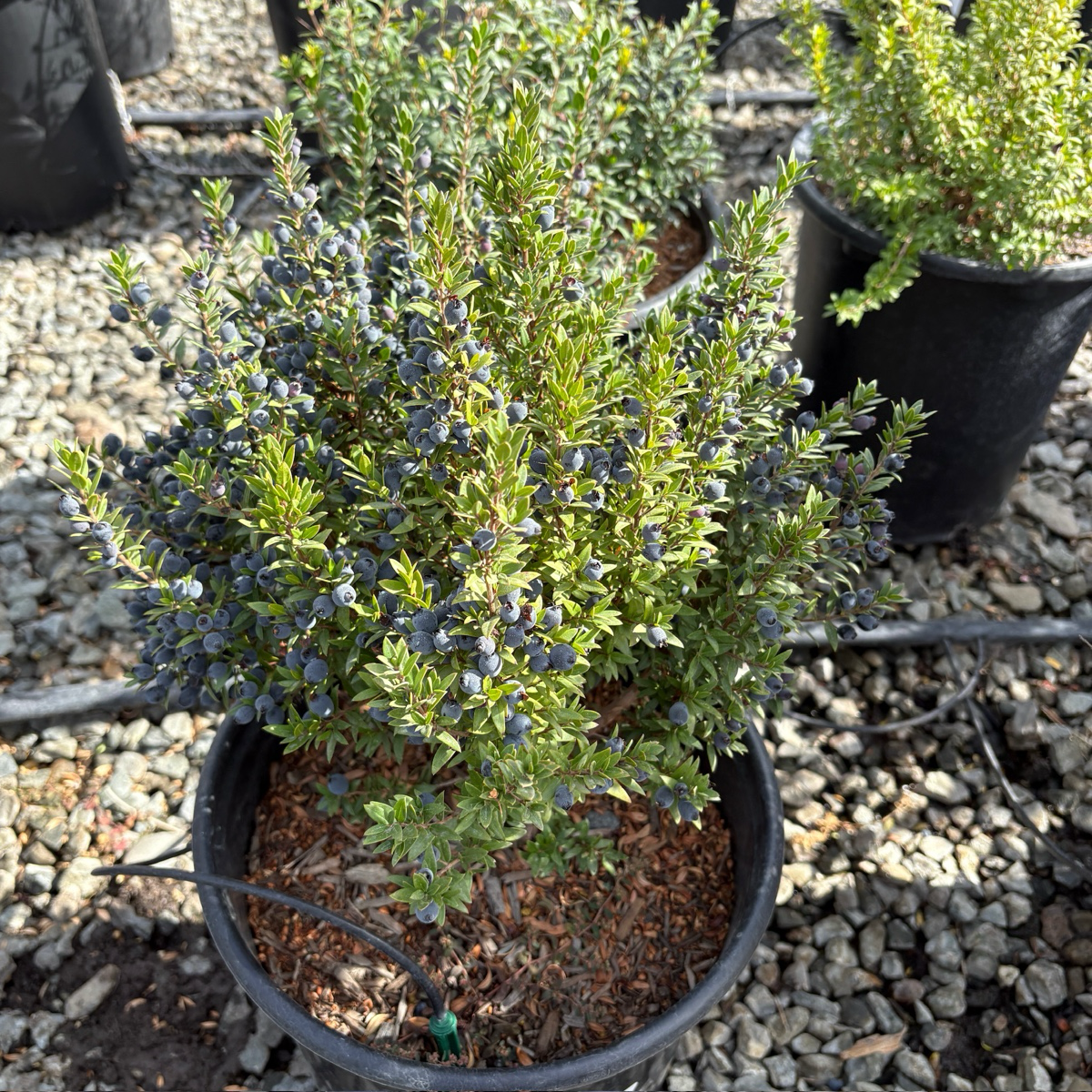 Common Myrtle
