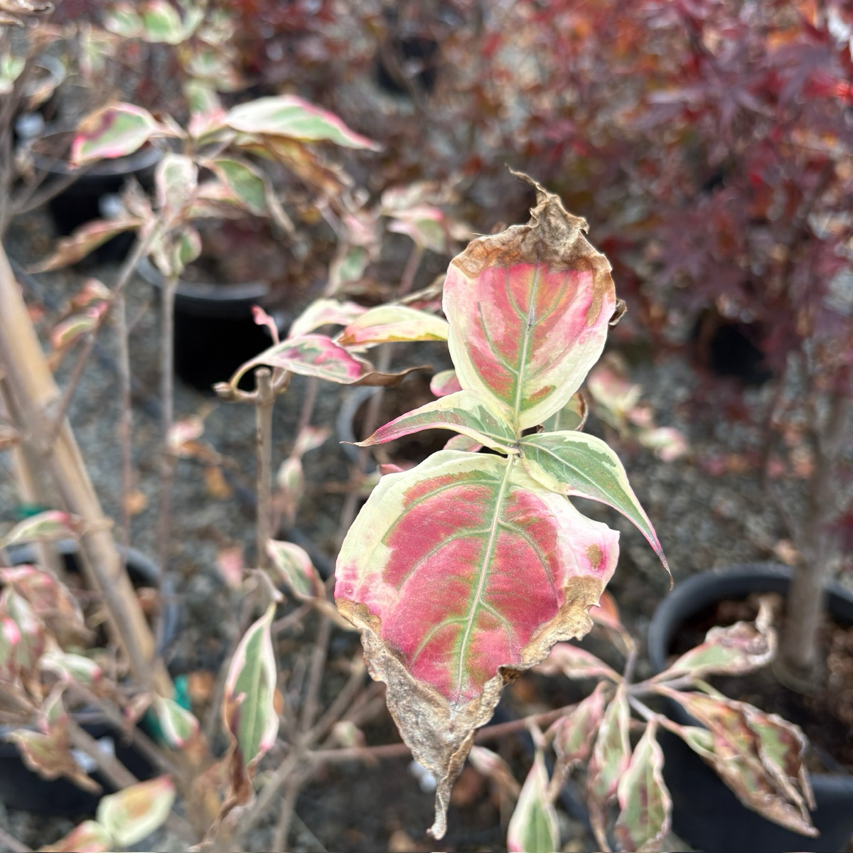 Mountain Moon Evergreen Dogwood