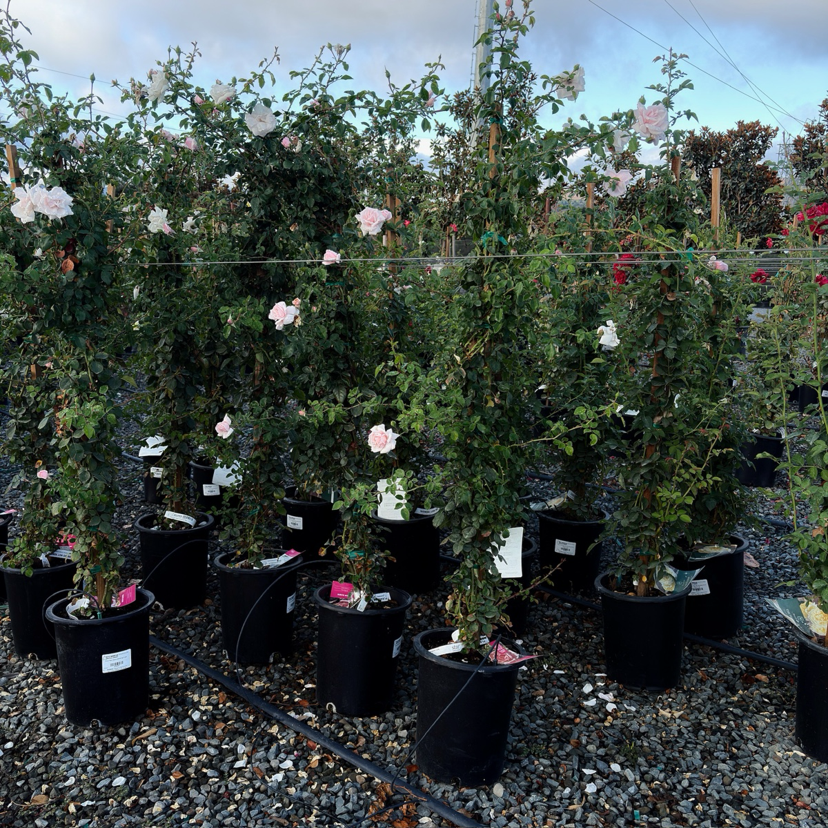 Iceberg Climbing Rose