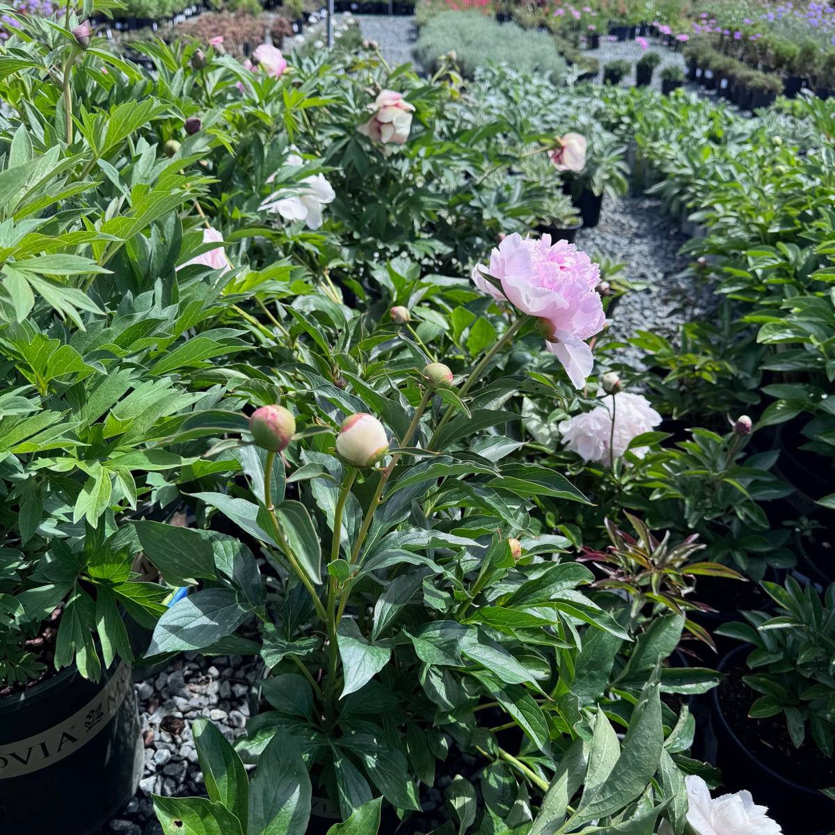 Red Sarah Bernhardt Peony