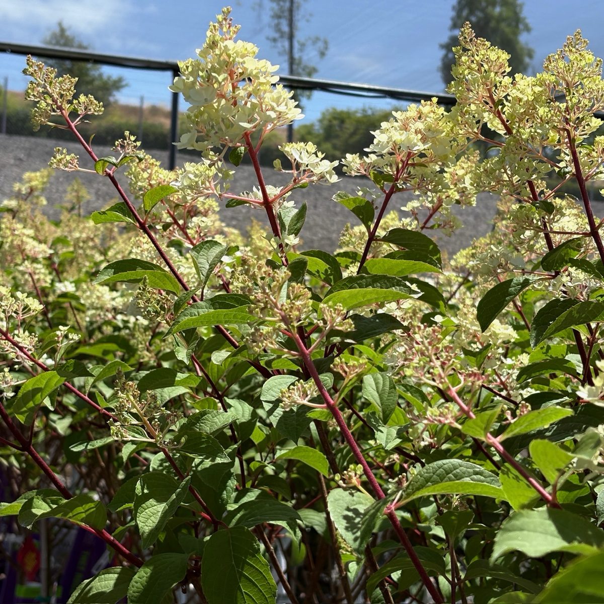 Vanilla Strawberry FE®Hydrangea