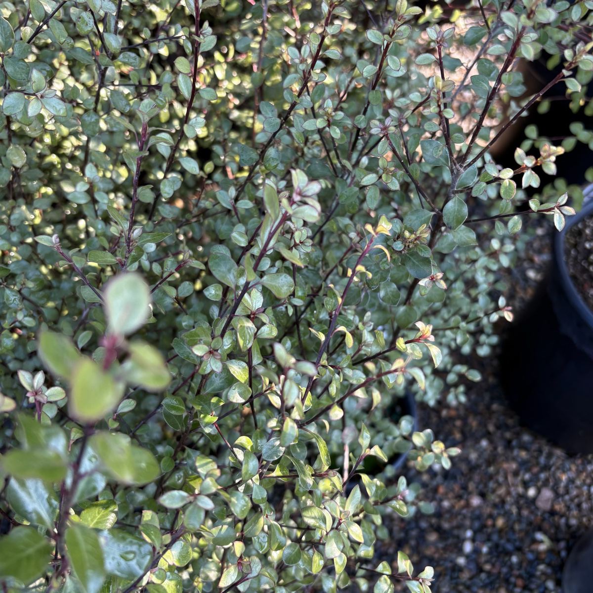 Silver Pittosporum · Thin Leaves