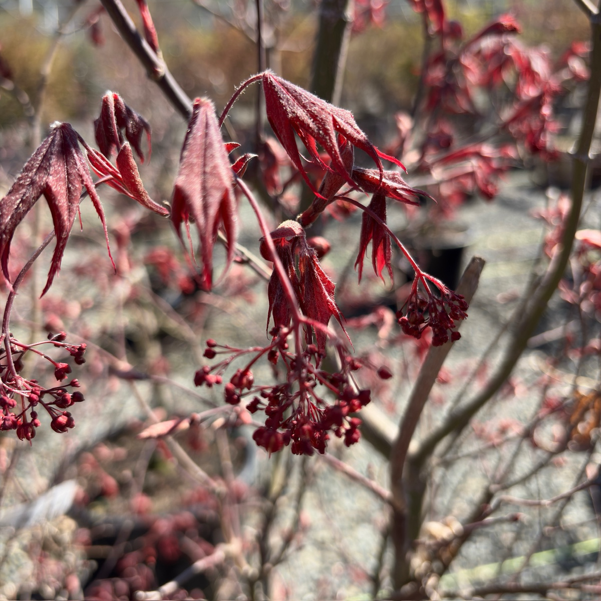 Bloodgood Japanese Maple