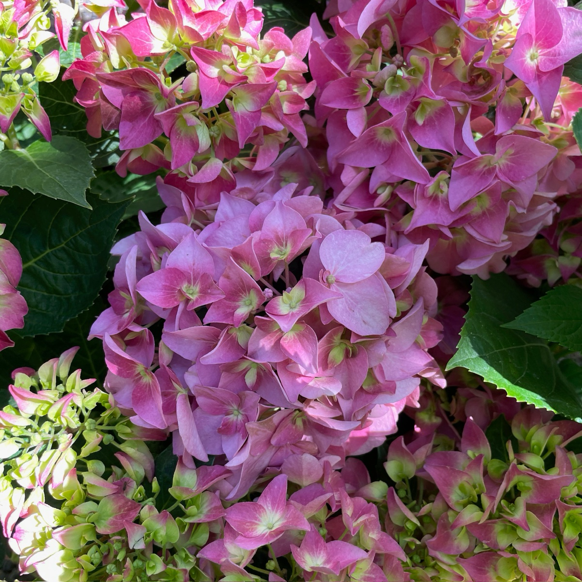 Arriba Let's Dance® Hydrangea