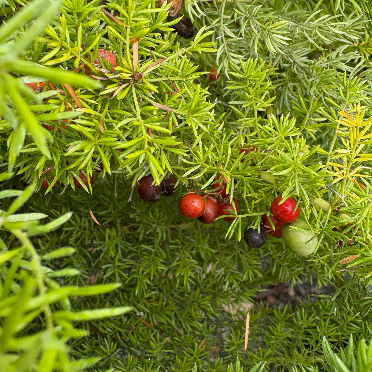 Myer's Asparagus Fern, Foxtail Fern