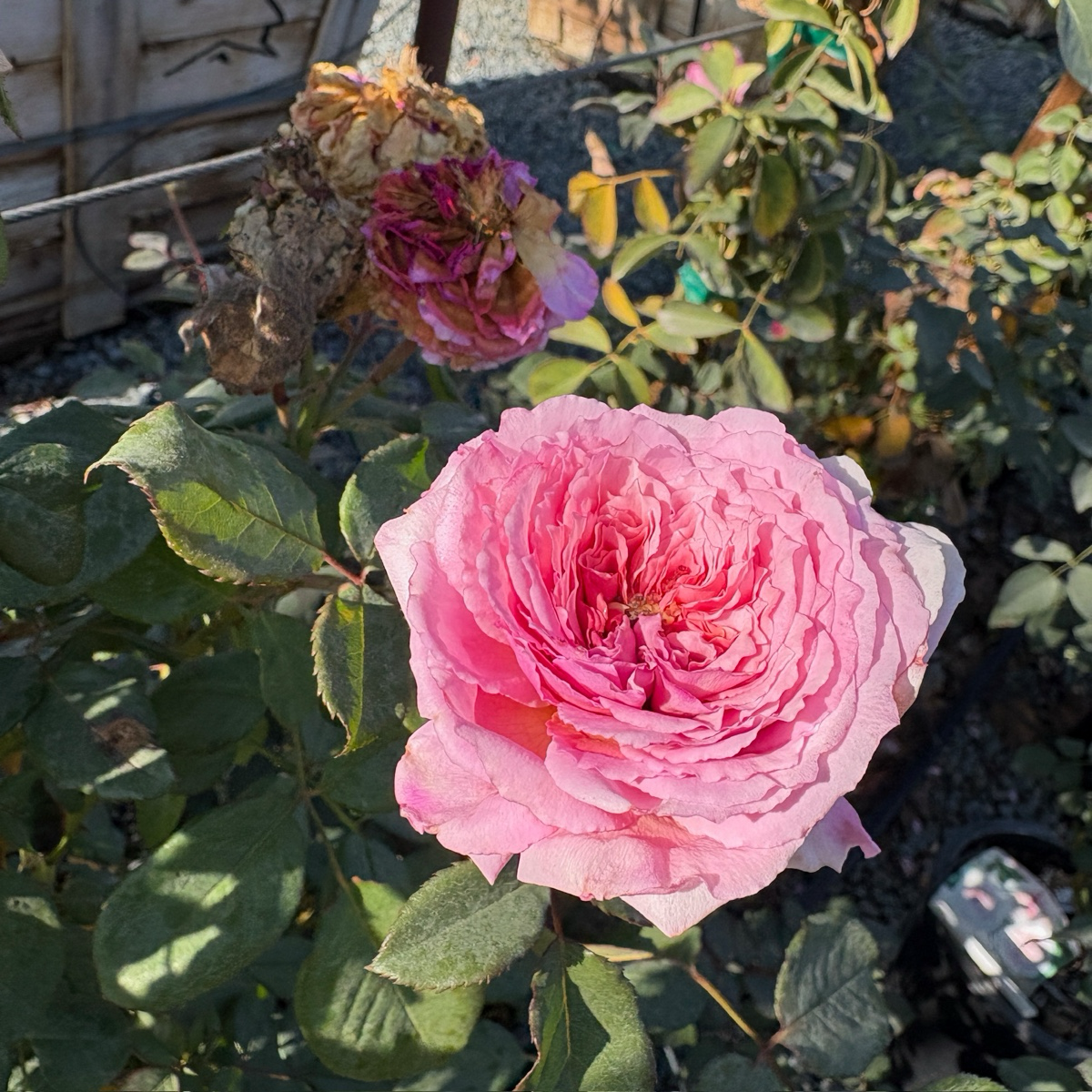Raspberry Cream Twirl Climbing Rose