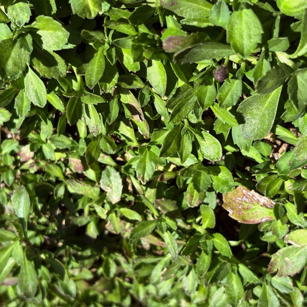 Lippia