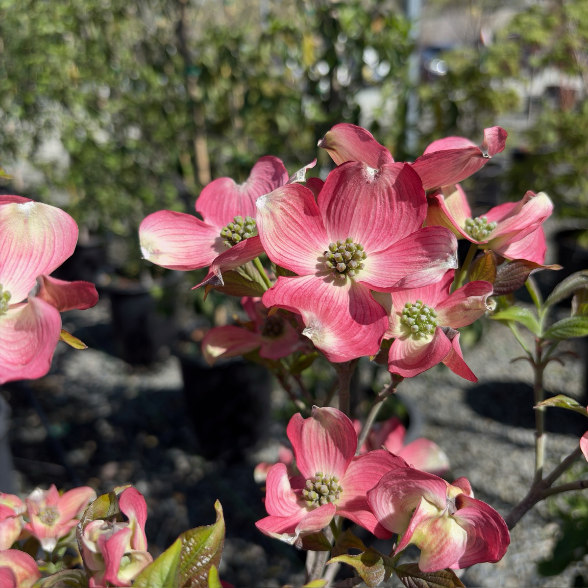 Pink Flowering Dogwood