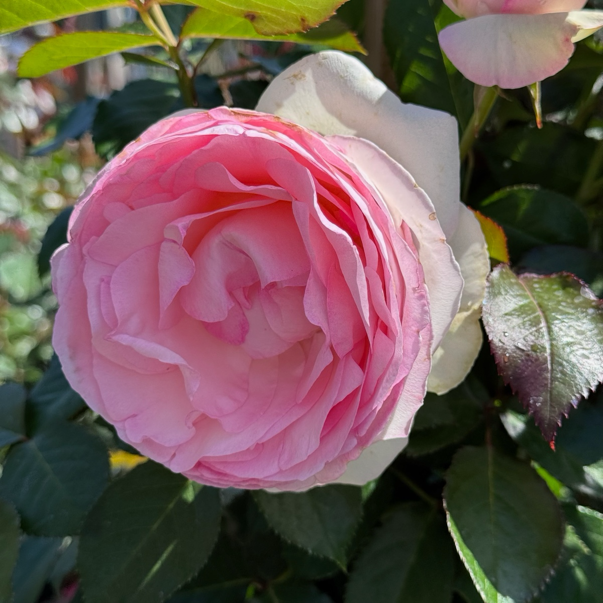Eden ® Climber