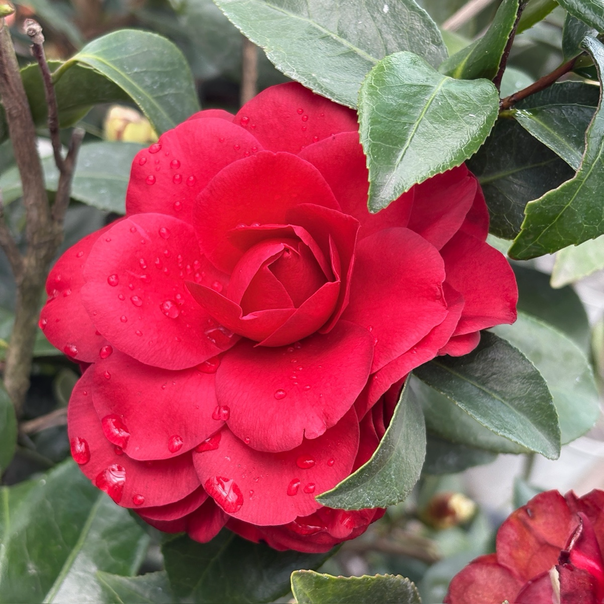 Tom Knudsen Camellia