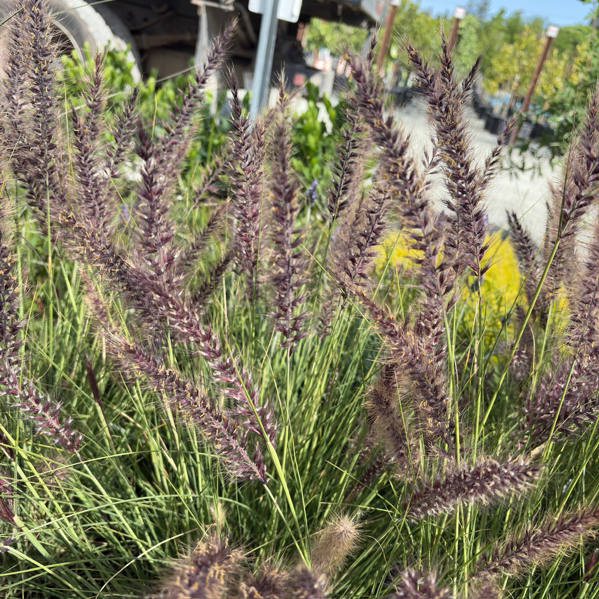 Red Fountain Grass