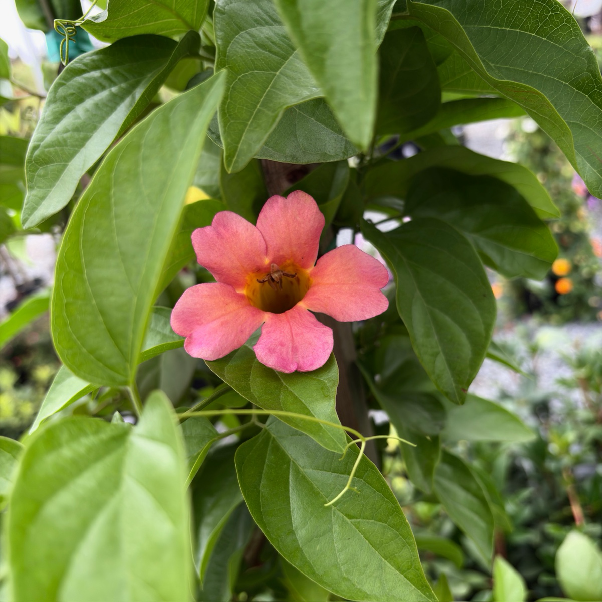 Cape Honeysuckle