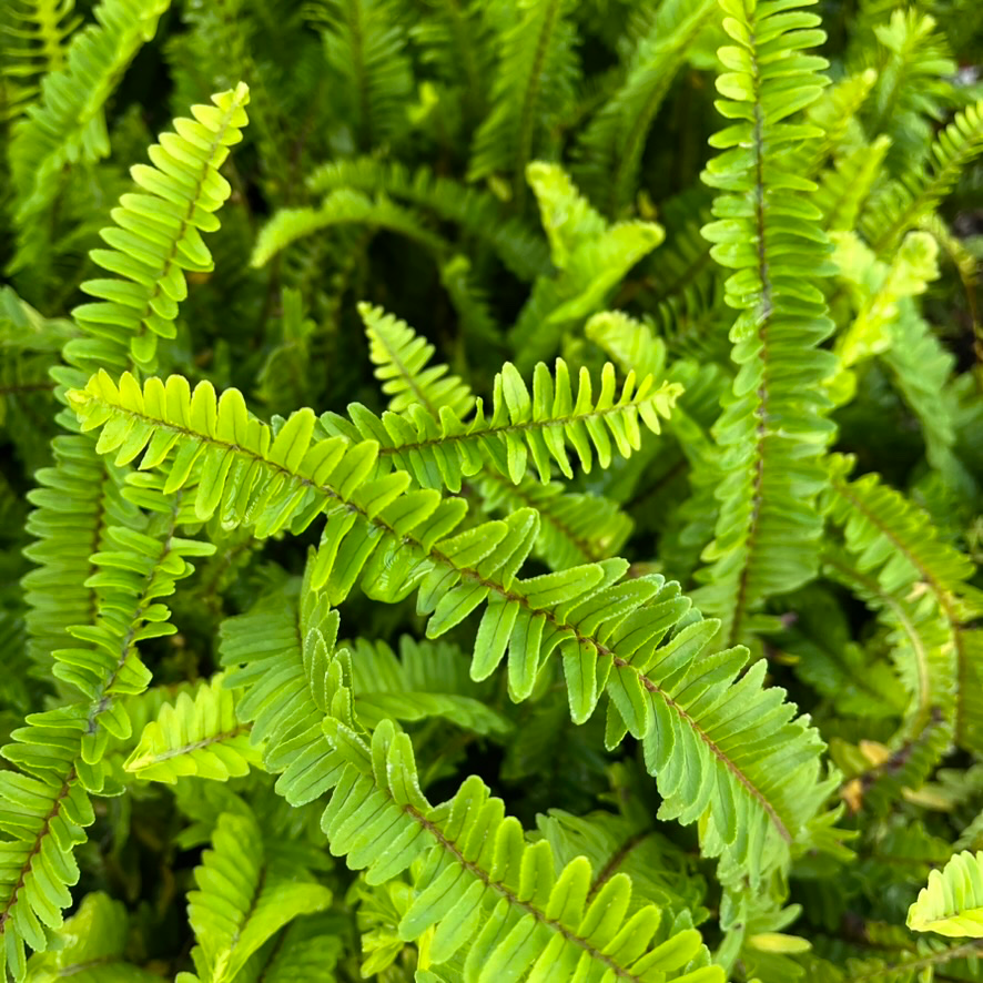 Southern Sword Fern