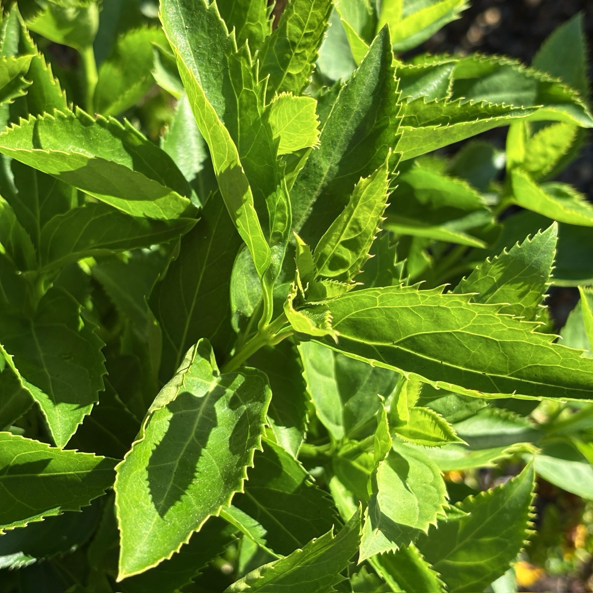 Magical® Gold Forsythia